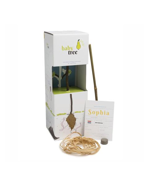 Baby fruit tree pear in DIY packaging with advertising
