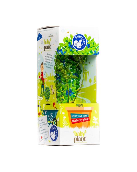 Baby blueberry plant in DIY packaging with advertising