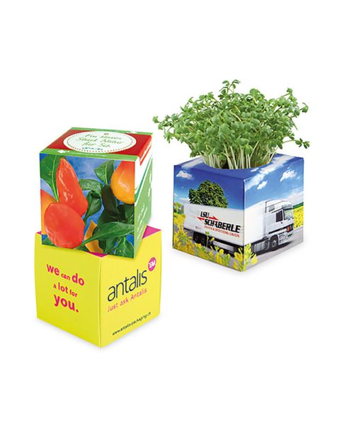 Gewürzpaprika Pflanz-Würfel - Weihnachten mit Werbeanbringung