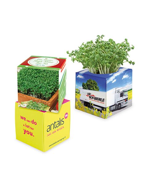 Gartenkresse Pflanz-Würfel - Weihnachten mit Werbeanbringung