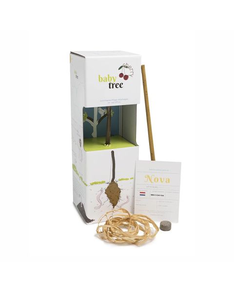 Baby cherry tree in DIY packaging with advertising