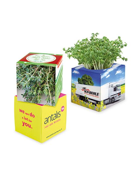 Thymian Pflanz-Würfel - Weihnachten mit Werbeanbringung