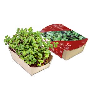 Bio Rettich China Rose Essgenuss im Microgreens-Gärtchen mit Werbebanderole