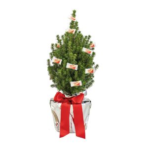 Lebendes Weihnachtsbäumchen mit Traubenzucker und mit Werbekärtchen
