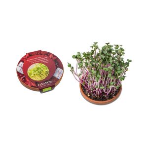Rettich China Rose Vitamin-Schale - Weihnachten mit Werbeanbringung
