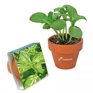 Basilikum-Samen im Terracorra-Topf mit Werbeanbringung