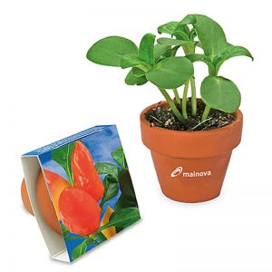 Gewürzpaprika-Samen im Terracotta-Topf mit Werbeabringung